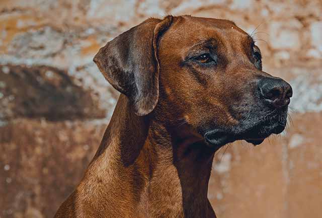 Ridgeback web 1