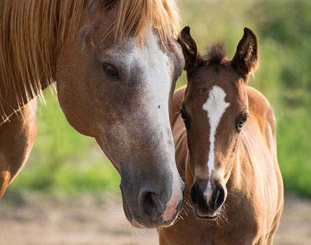 DNA Services Horse