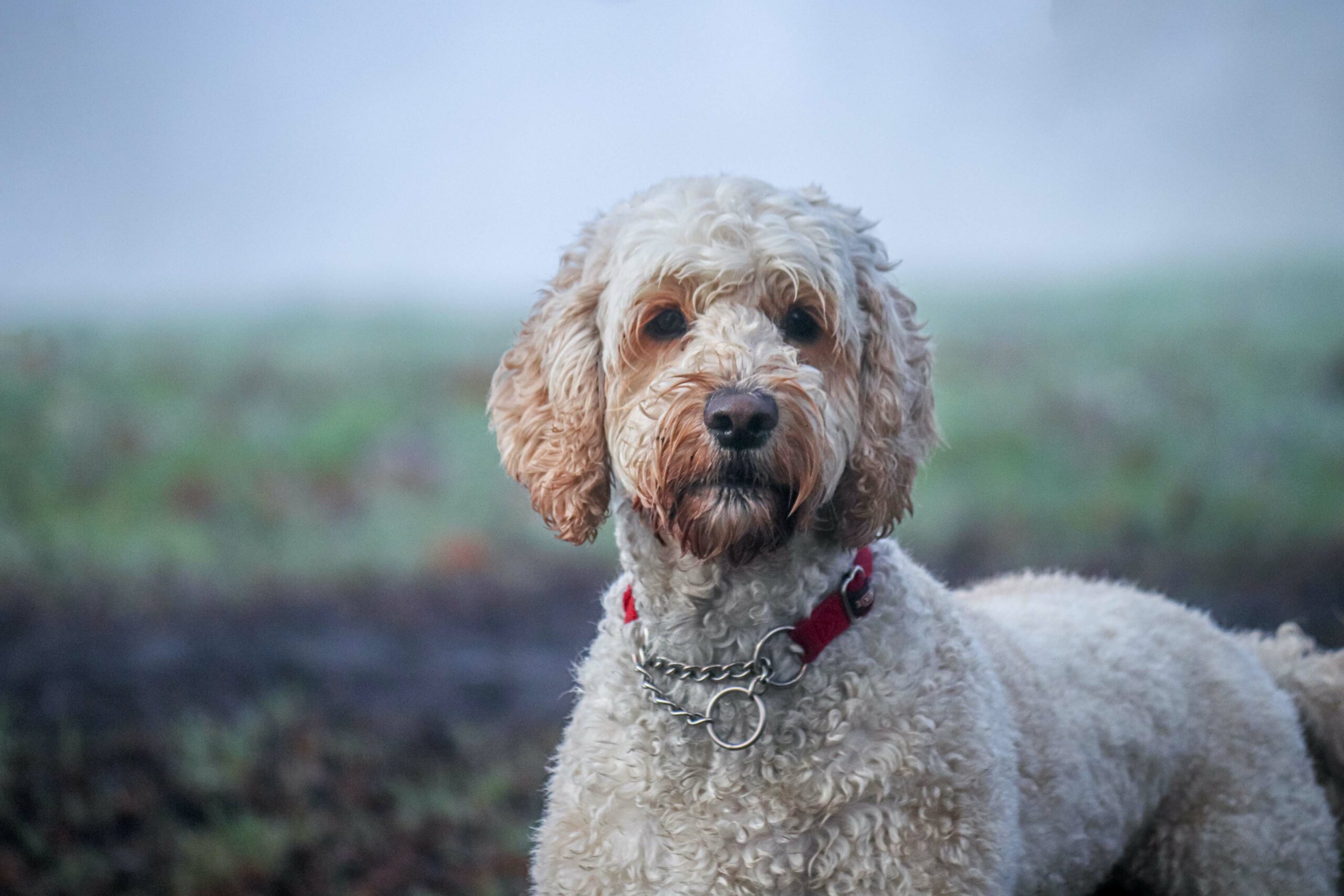 Australian Labradoodle Dystrophinopathie dna TEST