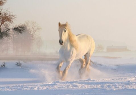 Horses